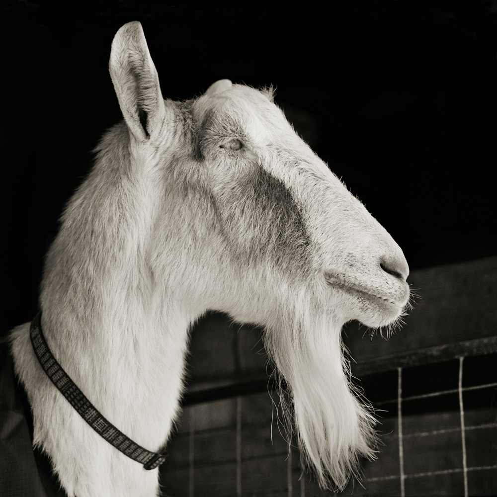Abe, una capra di 21 anni. ©Lisa Leshko